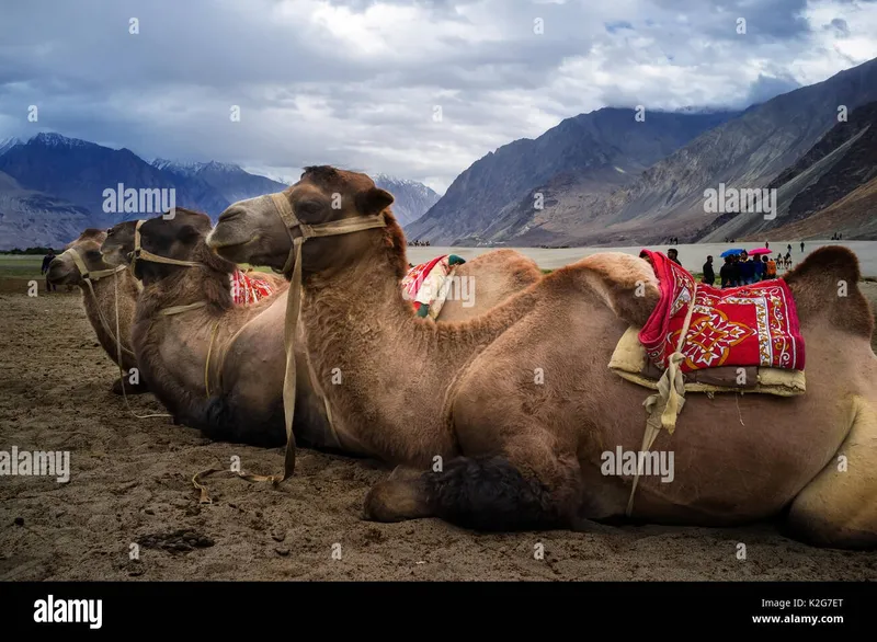 Image Nubra Valley - Sand Dunes and Bactrian Camels image beautiful - Bactrian camel in Hunder Sand Dunes of Nubra Valley, Leh Ladakh ...