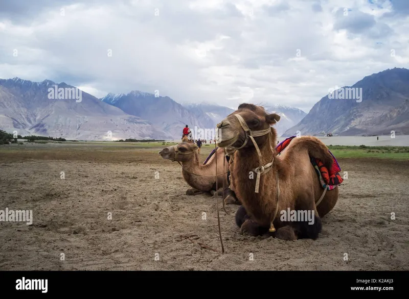 Image Nubra Valley - Sand Dunes and Bactrian Camels image beautiful - Bactrian camel in Hunder Sand Dunes of Nubra Valley, Leh Ladakh ...