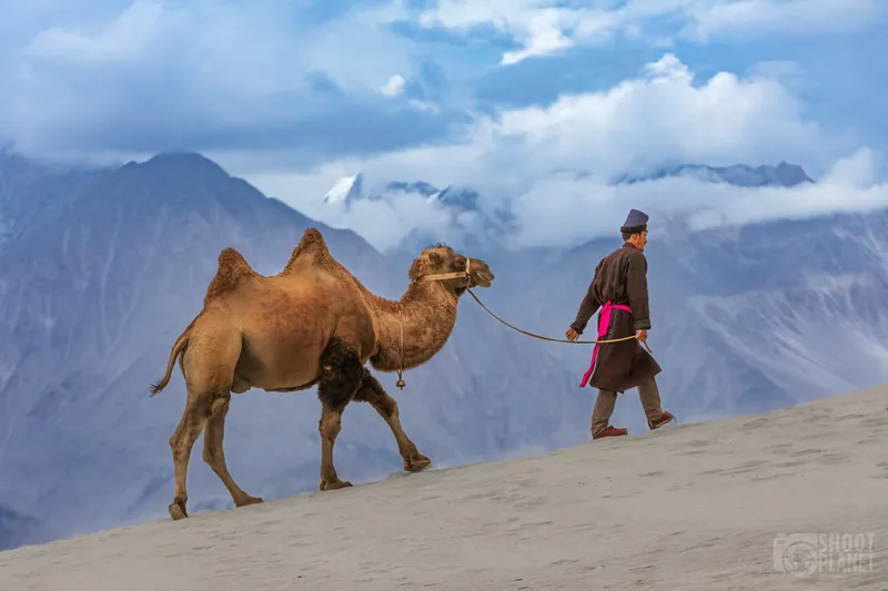 Image Nubra Valley - Sand Dunes and Bactrian Camels image beautiful - Beautiful Ladakh, the land of high passes of the Indian Himalayas ...