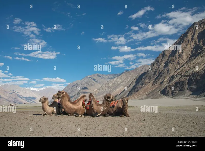 Image Nubra Valley - Sand Dunes and Bactrian Camels image beautiful - Bactrian Camel at Hunder sand dunes, Nubra Valley, Ladakh, India ...