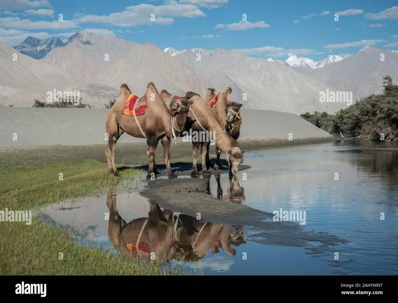 Image Nubra Valley - Sand Dunes and Bactrian Camels image beautiful image beautiful - Bactrian Camel drinking water at Hunder sand dunes, Nubra Valley ...