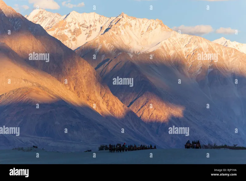 Image Nubra Valley - Sand Dunes and Bactrian Camels image beautiful image beautiful - Himalayan camels hi-res stock photography and images - Alamy