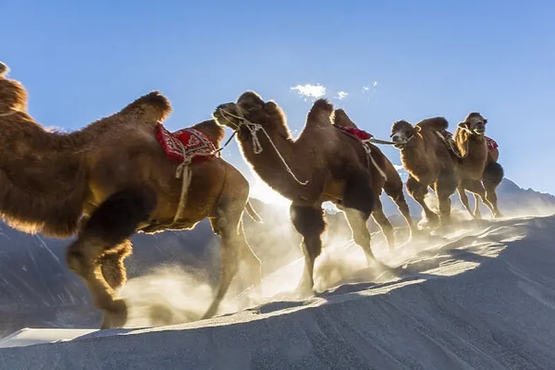 Image Nubra Valley - Sand Dunes and Bactrian Camels image beautiful image beautiful image beautiful - Bactrian or double humped camels (Camelus bactrianus)