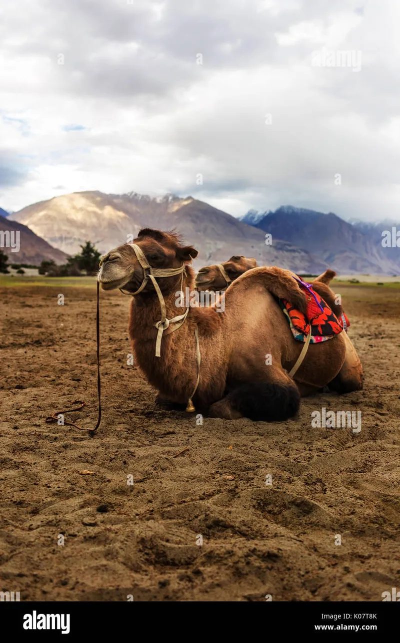 Image Nubra Valley - Sand Dunes and Bactrian Camels image beautiful image beautiful image beautiful - Bactrian camel in Hunder Sand Dunes of Nubra Valley, Leh Ladakh ...