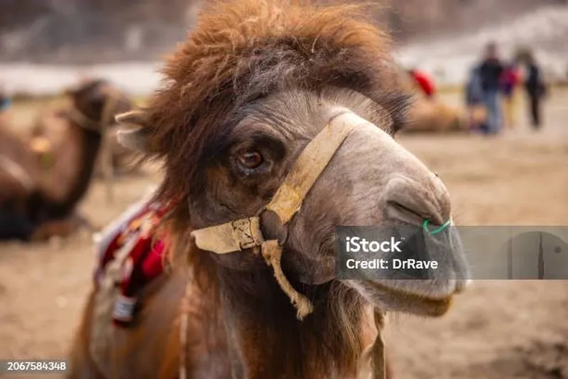 Image Nubra Valley - Sand Dunes and Bactrian Camels image beautiful image beautiful image beautiful - Smiling Happy Donkey Stock Photo - Download Image Now - 2015 ...