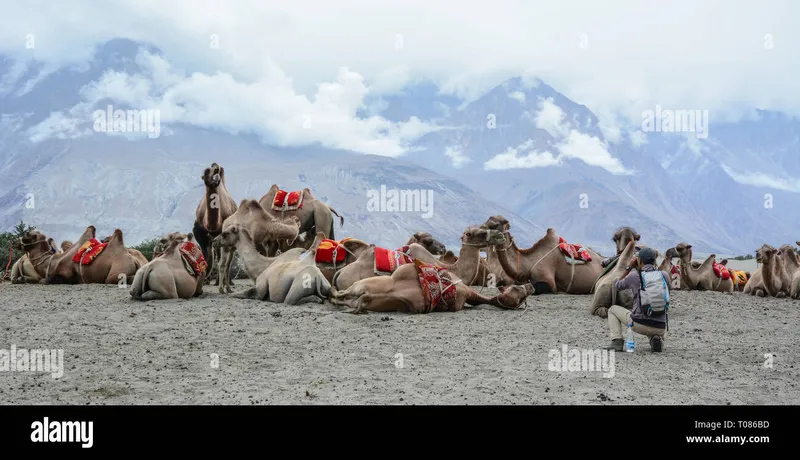 Image Nubra Valley - Sand Dunes and Bactrian Camels image beautiful image beautiful image beautiful - Bactrian camels in Himalayas. Hunder village, Nubra Valley, Ladakh ...