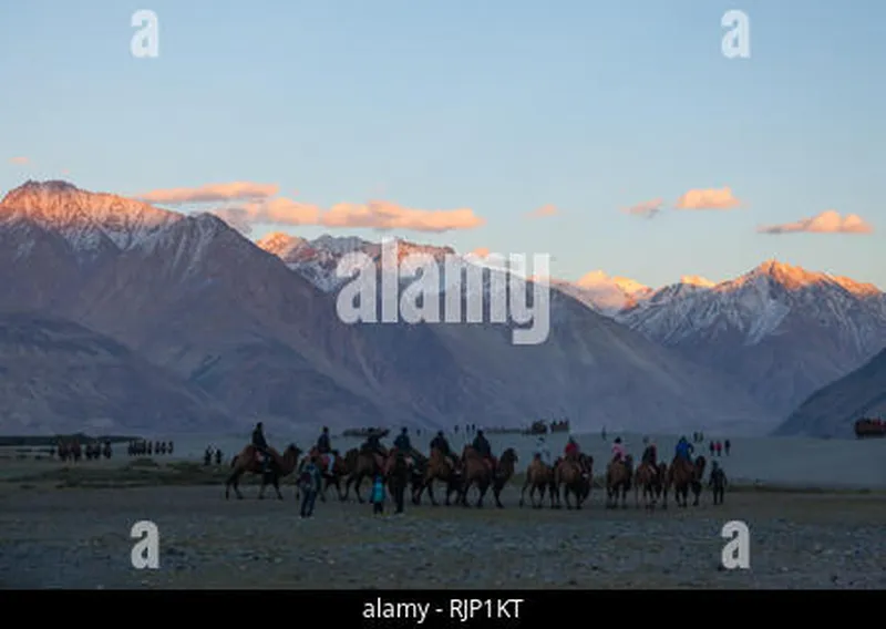 Image Nubra Valley - Sand Dunes and Bactrian Camels image beautiful image beautiful image beautiful - Tourists ride camels in the snow-covered Gobi desert in the ...