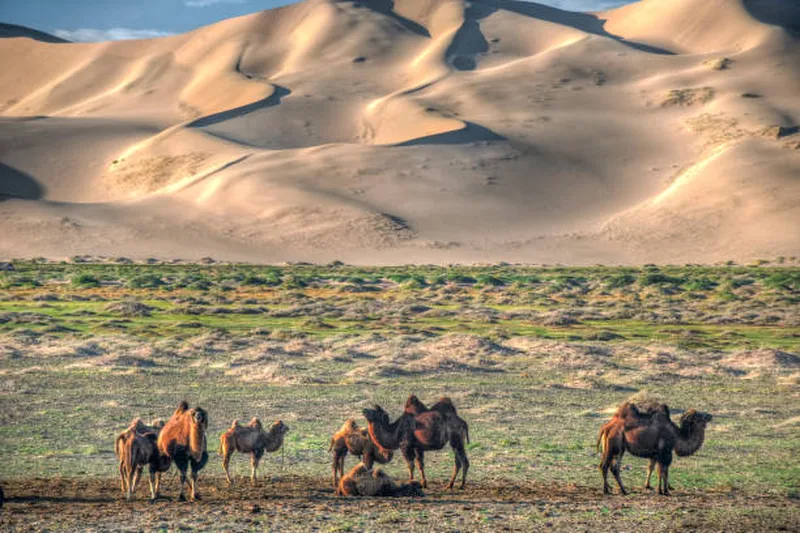 Image Nubra Valley - Sand Dunes and Bactrian Camels image beautiful image beautiful image beautiful image beautiful - 780+ Bactrian Camel Gobi Stock Photos, Pictures & Royalty-Free ...