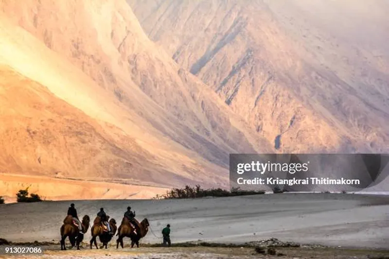 Image Nubra Valley - Sand Dunes and Bactrian Camels image beautiful image beautiful image beautiful image beautiful - Camel Riding At Hunder Sand Dune High-Res Stock Photo - Getty Images