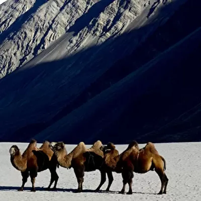 Image Nubra Valley - Sand Dunes and Bactrian Camels image beautiful image beautiful image beautiful image beautiful - Bactrian camels (Camelus bactrianus) on sand, Nubra Valley