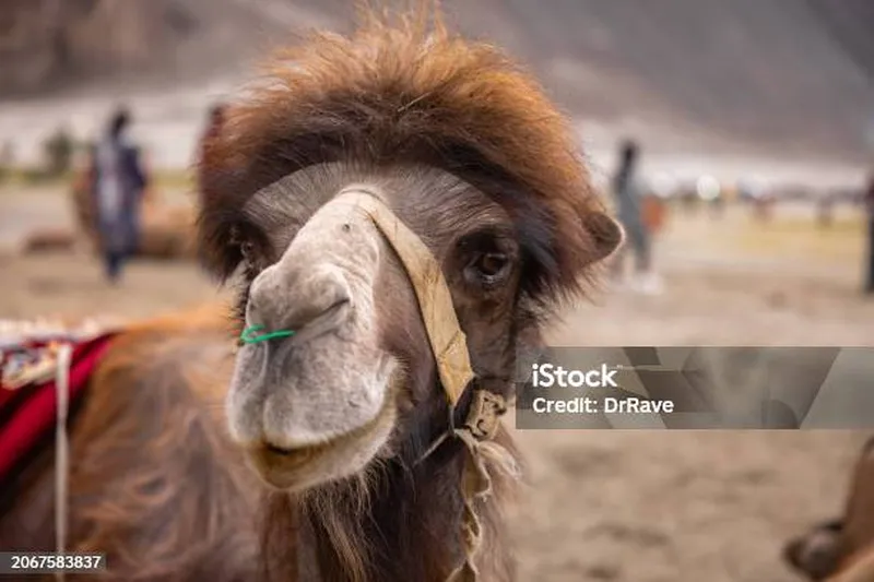 Image Nubra Valley - Sand Dunes and Bactrian Camels image beautiful image beautiful image beautiful image beautiful - Camel Stock Photo - Download Image Now - Llama - Animal, Spitting ...