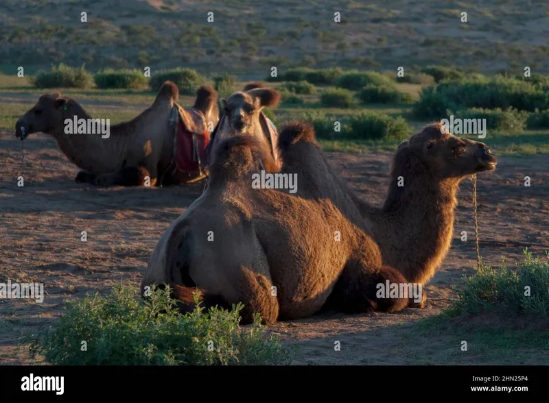 Image Nubra Valley - Sand Dunes and Bactrian Camels image beautiful image beautiful image beautiful image beautiful image beautiful - Gobi desert camel hi-res stock photography and images - Page 3 - Alamy