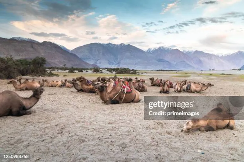 Image Nubra Valley - Sand Dunes and Bactrian Camels image beautiful image beautiful image beautiful image beautiful image beautiful - Camels At Nubra Valley Leh Ladakh India High-Res Stock Photo ...