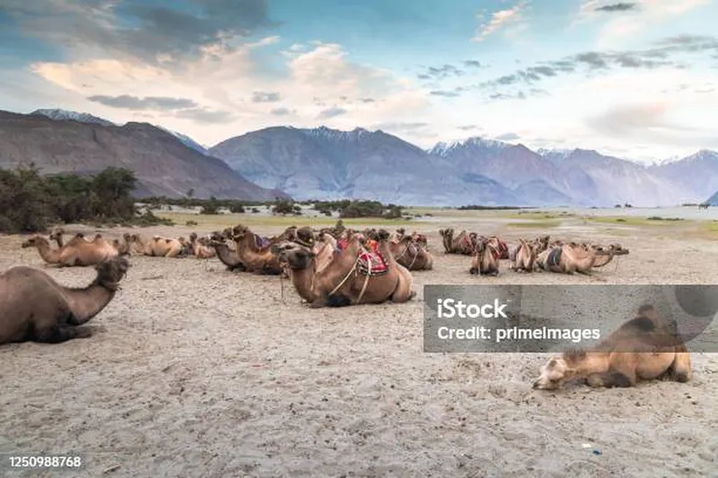 Image Nubra Valley - Sand Dunes and Bactrian Camels image beautiful image beautiful image beautiful image beautiful image beautiful - Camel Is Waiting For Tourists In Nubra Valley Leh Stock Photo ...