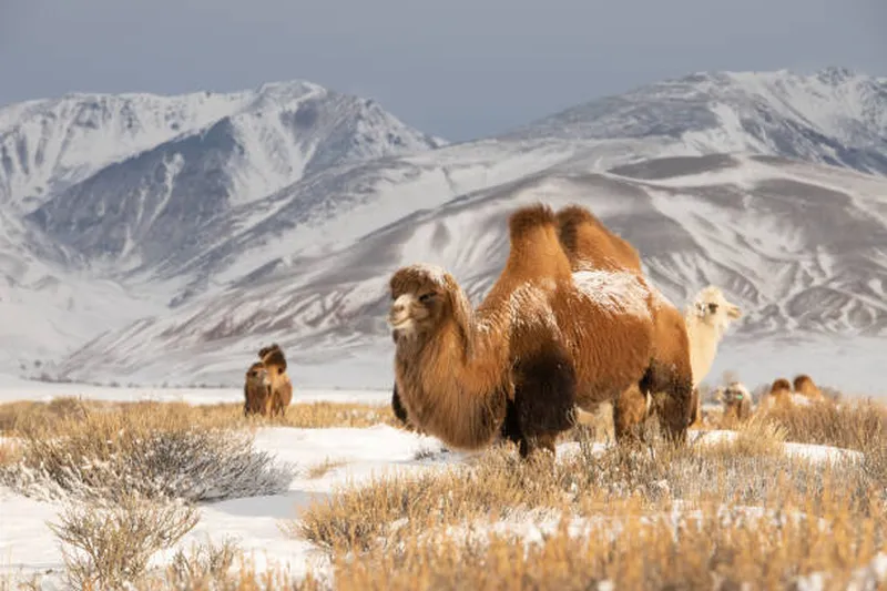 Image Nubra Valley - Sand Dunes and Bactrian Camels image beautiful image beautiful image beautiful image beautiful image beautiful image beautiful - 4,200+ Bactrian Camel Stock Photos, Pictures & Royalty-Free Images ...