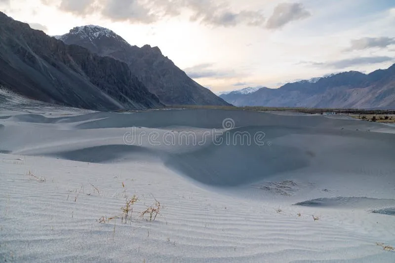 Image Nubra Valley - Sand Dunes and Bactrian Camels image beautiful image beautiful image beautiful image beautiful image beautiful image beautiful image beautiful - Sand Dunes Nubra Valley Cold Desert Ladakh Stock Photos - Free ...