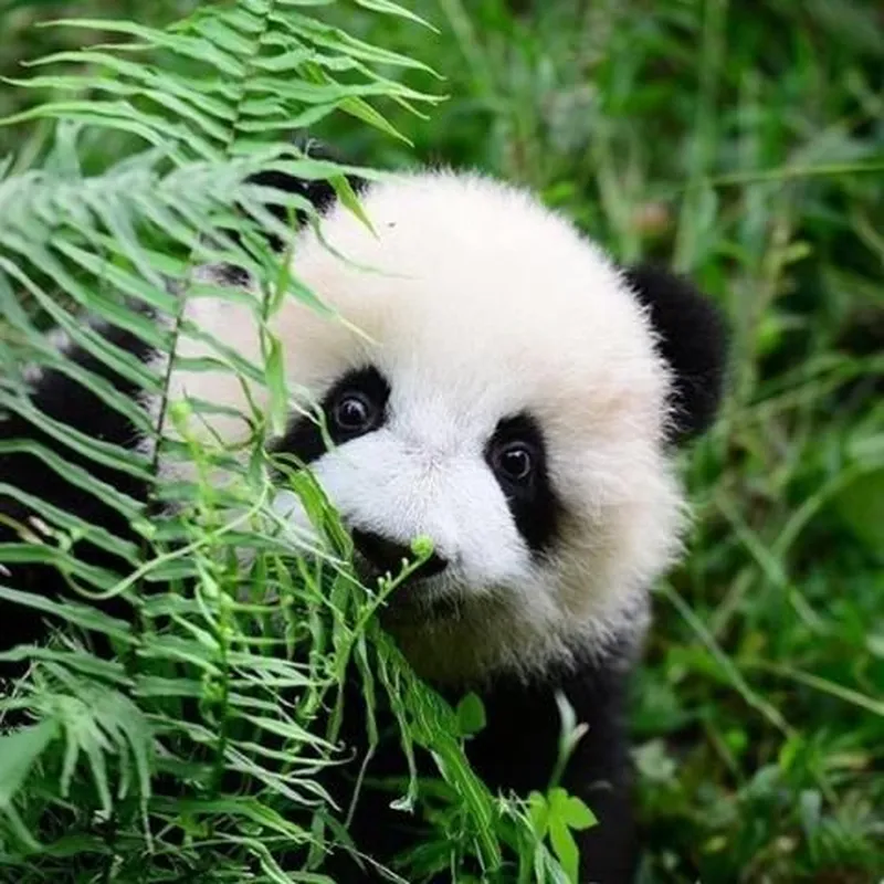 Image Panda image beautiful - PetsLady's Pick: Sweet Peek-Bamboo Panda Of The Day