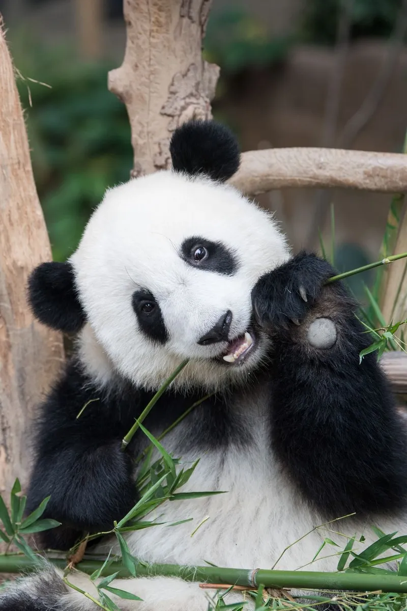 Image Panda image beautiful - 2nd giant panda cub named Yi Yi, marking close China-Malaysia ...