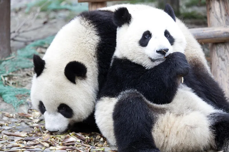 Image Panda image beautiful - Lovely Pandas by King Wu