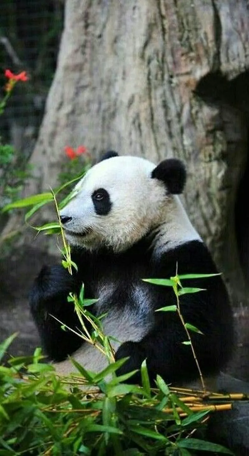 Image Panda image beautiful - Pin page