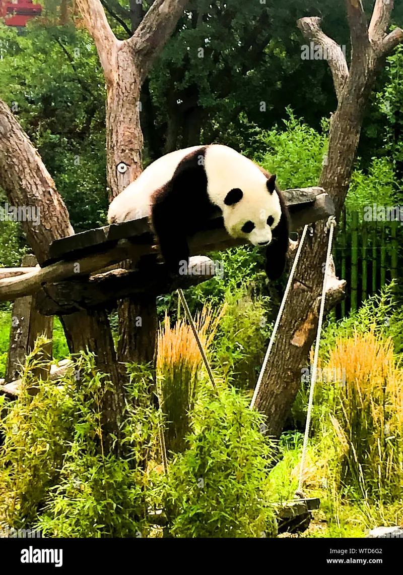 Image Panda image beautiful - Very beautiful and cute panda bear walking in nature Stock Photo ...