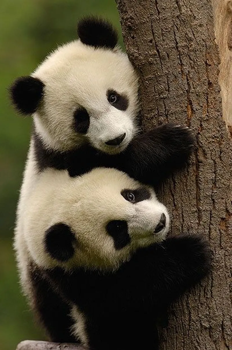 97+ most beautiful images of Panda