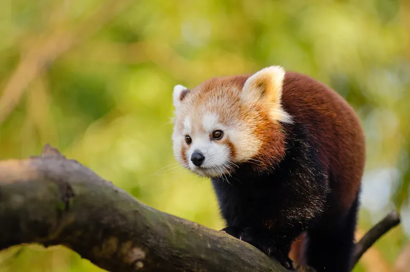 Image Panda image beautiful image beautiful - Red Pandas Are Beautiful Now | BeautifulNow