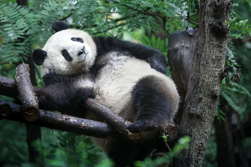 Image Panda image beautiful image beautiful - A Date with Beautiful Sichuan: Pandas described in catchphrases ...