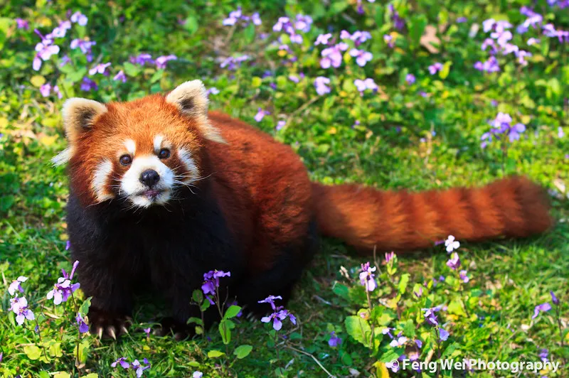 Image Panda image beautiful image beautiful - Food Please | A beautiful red panda, shot in Shanghai Zoo. | Feng ...