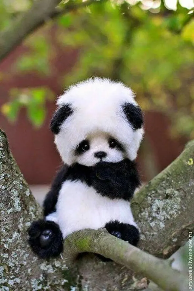 Image Panda image beautiful image beautiful image beautiful - So Beautiful........... - Animals