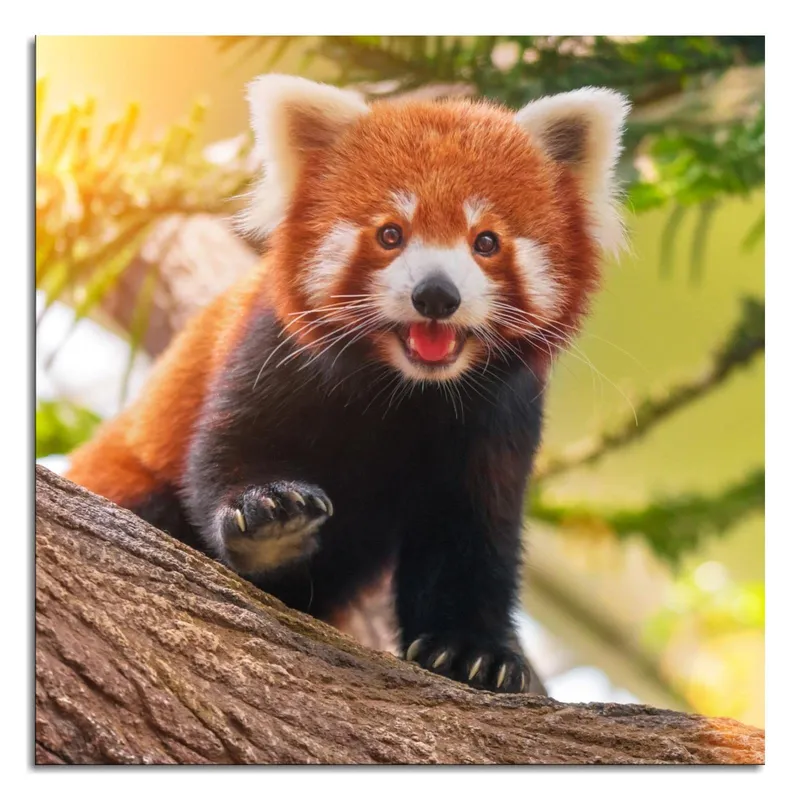 Image Panda image beautiful image beautiful image beautiful - Amazon.com: Red Panda Beautiful Animal Poster Print Art Picture ...