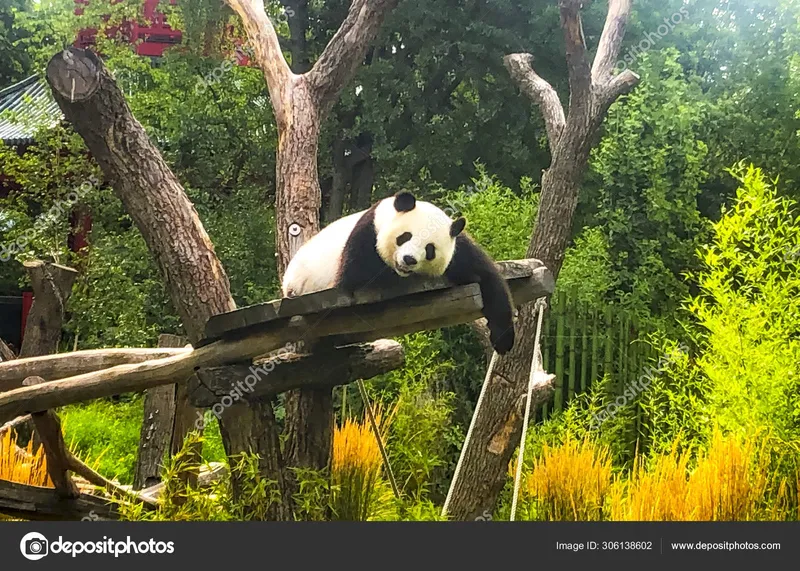 Image Panda image beautiful image beautiful image beautiful image beautiful image beautiful - Very beautiful and cute panda bear walking in nature — Stock Photo ...