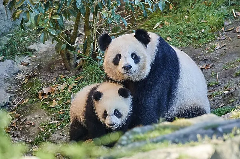 Image Panda image beautiful image beautiful image beautiful image beautiful image beautiful image beautiful - Giant panda (Ailuropoda melanoleuca) cub Yuandudu Our beautiful ...