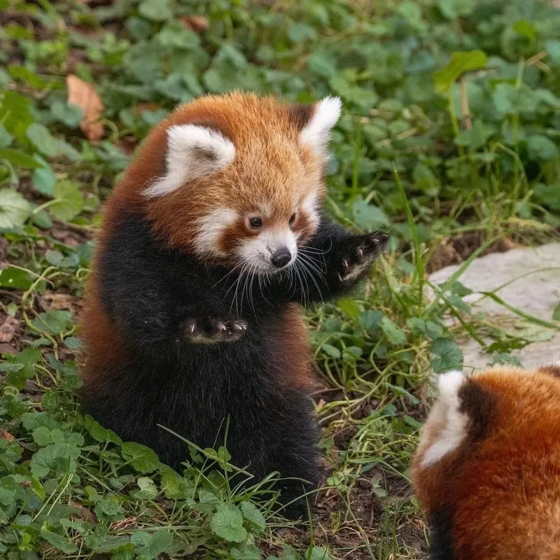 Image Panda image beautiful image beautiful image beautiful image beautiful image beautiful image beautiful - beautiful red panda babies : r/cute