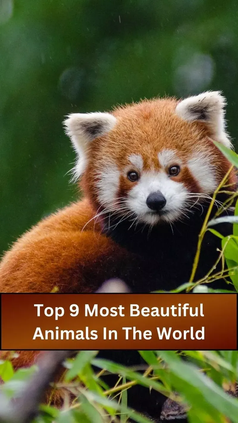 Image Panda image beautiful image beautiful image beautiful image beautiful image beautiful image beautiful image beautiful - World Beautiful Animals : Top 9 Most Beautiful Animals In The World