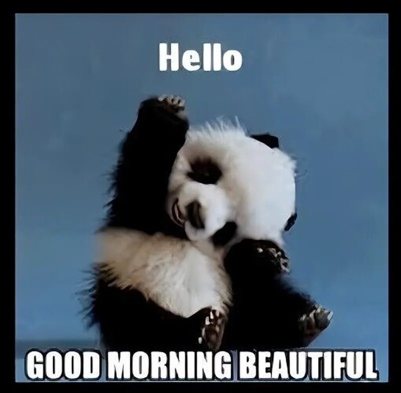 Image Panda image beautiful image beautiful image beautiful image beautiful image beautiful image beautiful image beautiful image beautiful image beautiful - Hello Good Morning Beautiful Cutest Panda Teddy Bear Waving At YOU ...