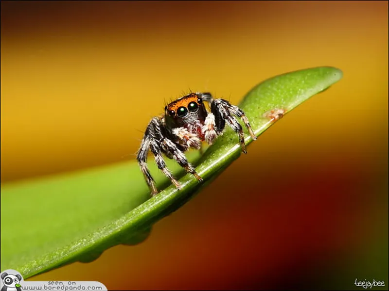 Image Panda image beautiful image beautiful image beautiful image beautiful image beautiful image beautiful image beautiful image beautiful image beautiful image beautiful - The Most Beautiful Spider in the World (20 pics) | Bored Panda