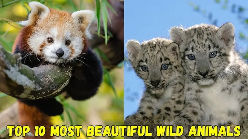 Image Panda image beautiful image beautiful image beautiful image beautiful image beautiful image beautiful image beautiful image beautiful image beautiful image beautiful - Top 10 Most Beautiful Wild Animals: Nature's Masterpieces - YouTube