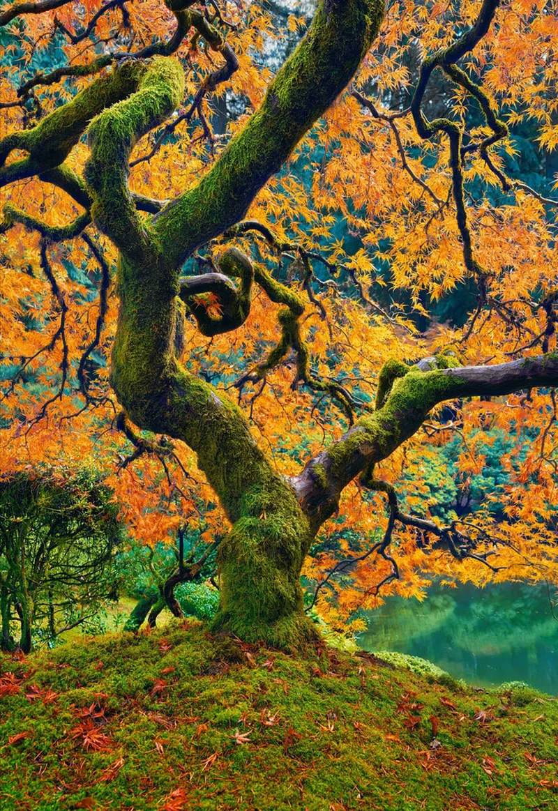 Image Peter image beautiful image beautiful - Tree of Beauty. Fine Art Photograph by Peter Lik.