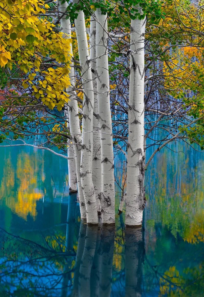 Image Peter image beautiful image beautiful - Tree of Wonders. Fine Art Photograph by Peter Lik.