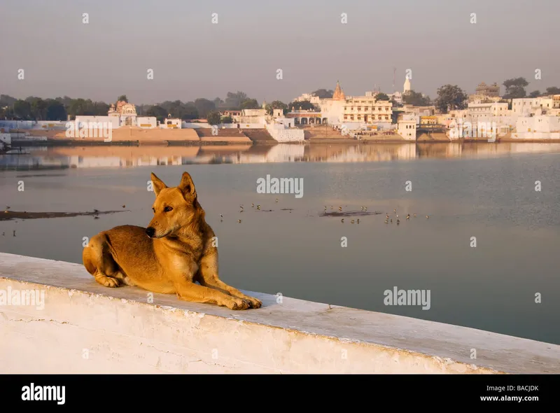 Image Pushkar - Sacred Lake image beautiful - Pushkar lake india hi-res stock photography and images - Page 30 ...