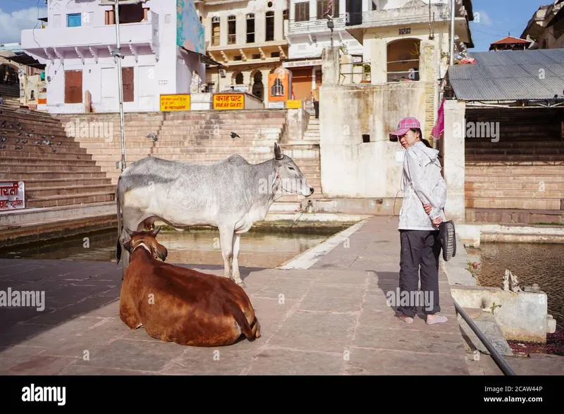 Image Pushkar - Sacred Lake image beautiful image beautiful image beautiful - India rajasthan pushkar sacred cows hi-res stock photography and ...