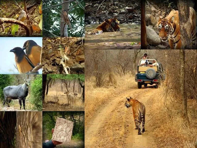 Image Ranthambore National Park - Wildlife Sanctuary image beautiful - Places You Need To Visit For The Best Wildlife Safari in India