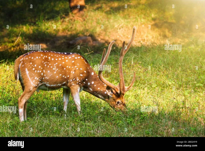 Image Ranthambore National Park - Wildlife Sanctuary image beautiful - Beautiful male chital or spotted deer in Ranthambore National Park ...