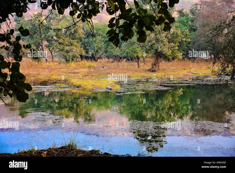 82+ most beautiful images in Ranthambore National Park – Wildlife Sanctuary India