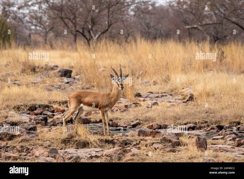 Image Ranthambore National Park - Wildlife Sanctuary image beautiful - Chinkara or Gazella bennettii or Indian gazelle an Antelope with ...