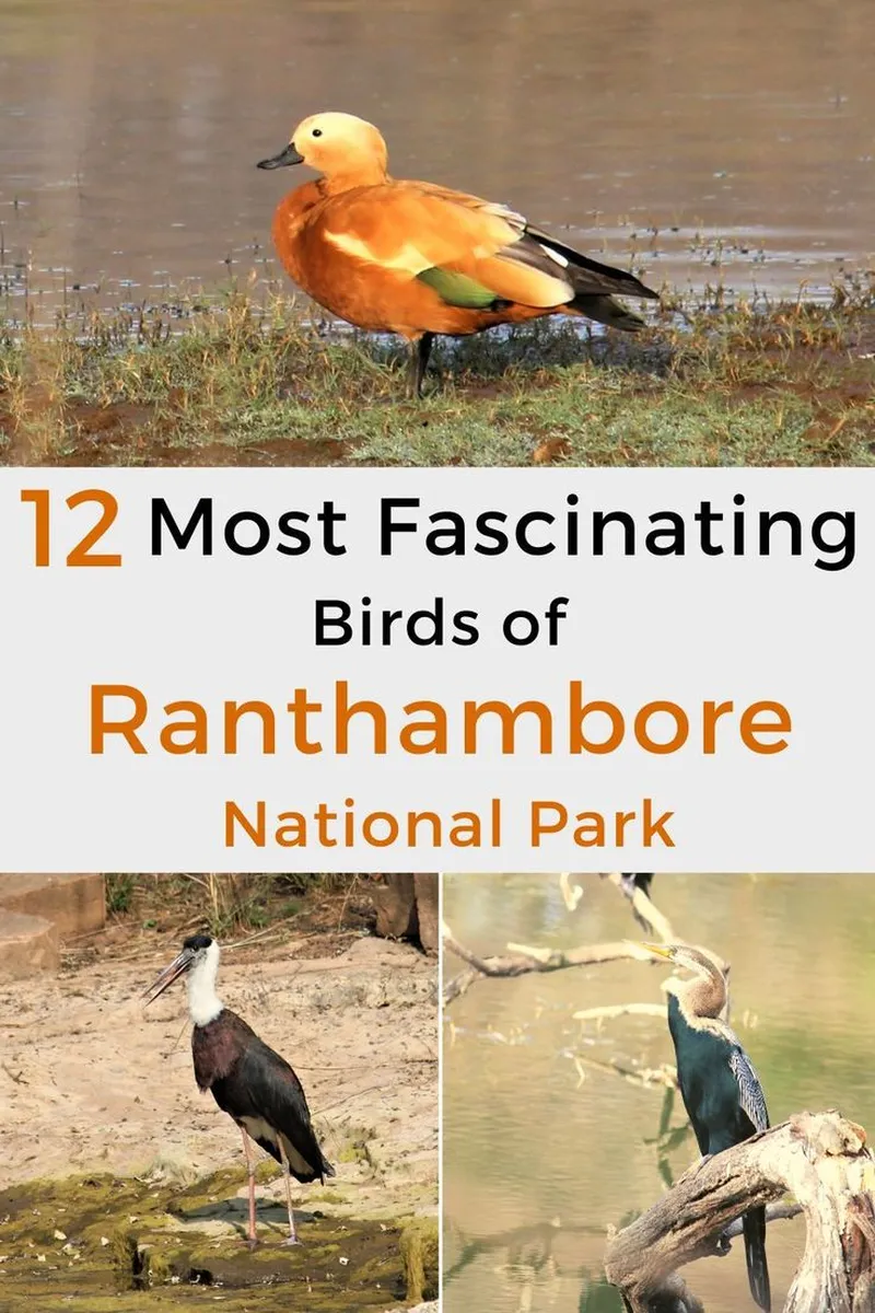 Image Ranthambore National Park - Wildlife Sanctuary image beautiful - 12 Most Fascinating Birds of Ranthambore National Park