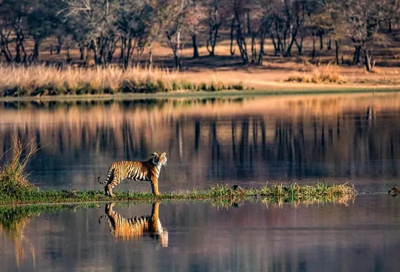 Image Ranthambore National Park - Wildlife Sanctuary image beautiful - Tracking Wild Tigers In Ranthambore National Park, A Luxury ...