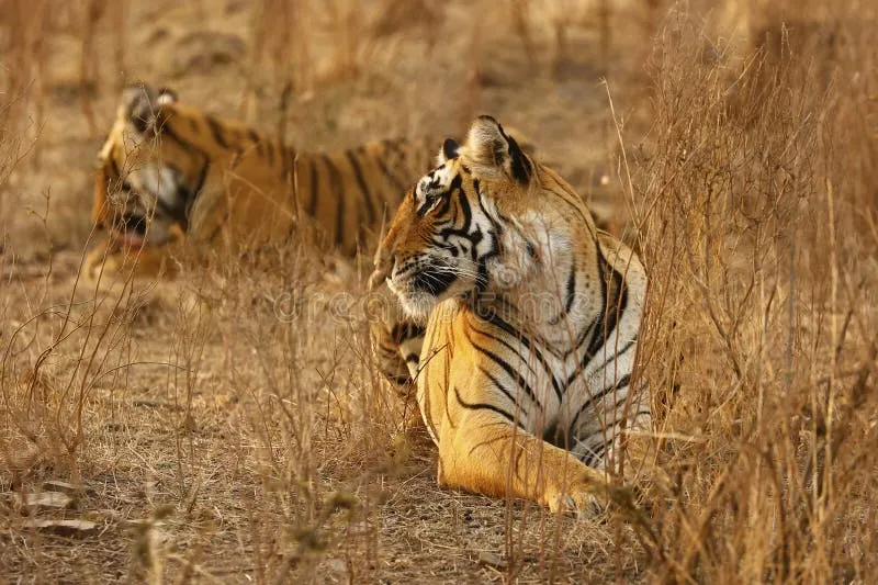 Image Ranthambore National Park - Wildlife Sanctuary image beautiful image beautiful - 7,630 Tiger Family Stock Photos - Free & Royalty-Free Stock Photos ...