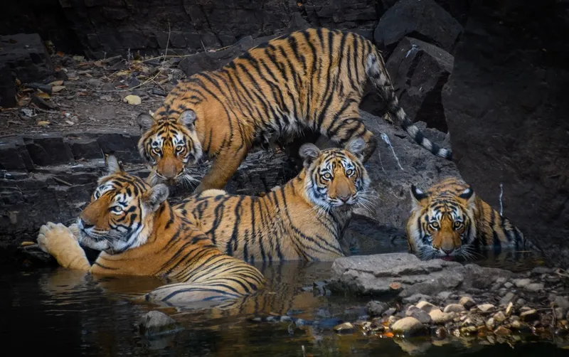 Image Ranthambore National Park - Wildlife Sanctuary image beautiful image beautiful - Untamed Beauty & Wildlife Majesty - Seniors Today